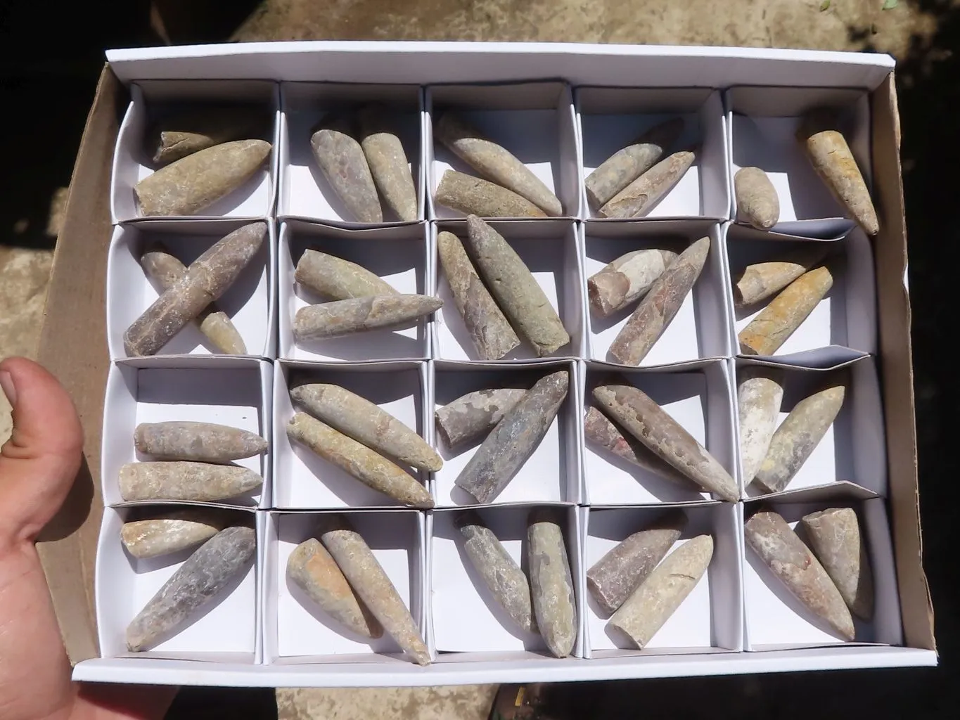 Natural Belemnite Fossil Specimens x 40 From Maintirano, Madagascar