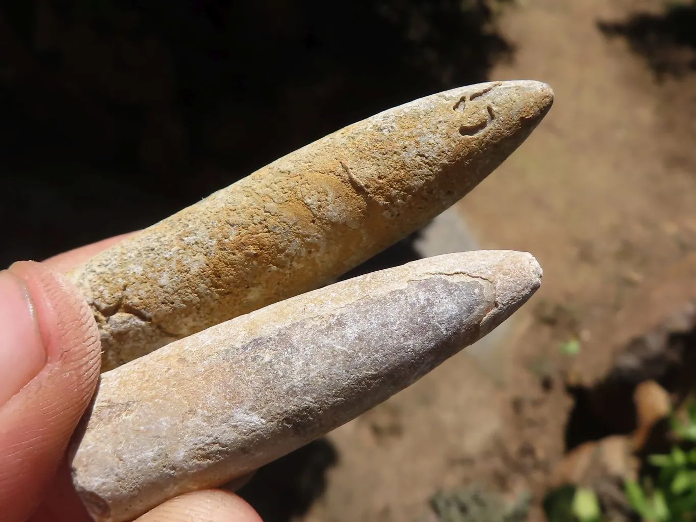 Natural Belemnite Fossil Specimens x 40 From Maintirano, Madagascar