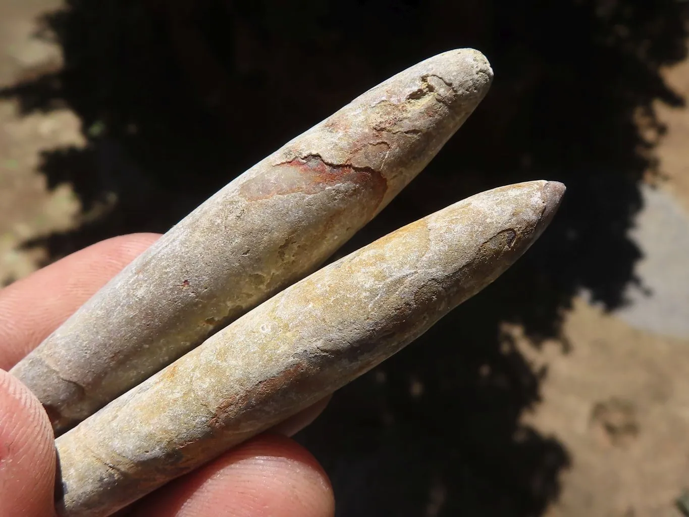 Natural Belemnite Fossil Specimens x 40 From Maintirano, Madagascar