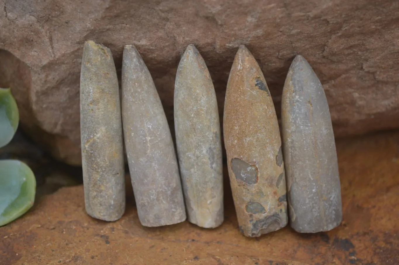 Natural Belemnite Fossil Specimens x 70 From Maintirano, Madagascar