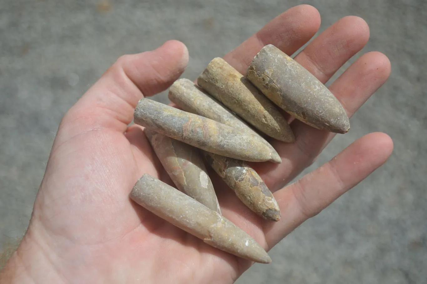 Natural Belemnite Fossil Specimens x 70 From Maintirano, Madagascar