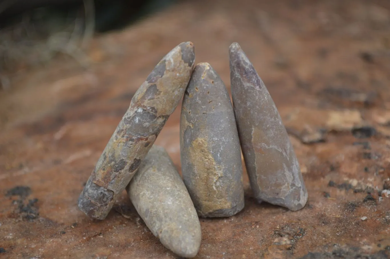 Natural Belemnite Fossil Specimens x 70 From Maintirano, Madagascar