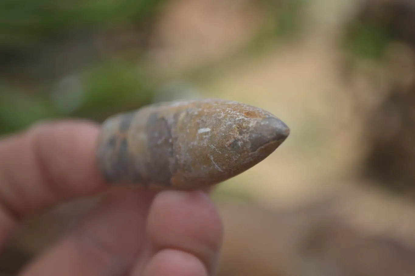 Natural Belemnite Fossil Specimens x 70 From Maintirano, Madagascar