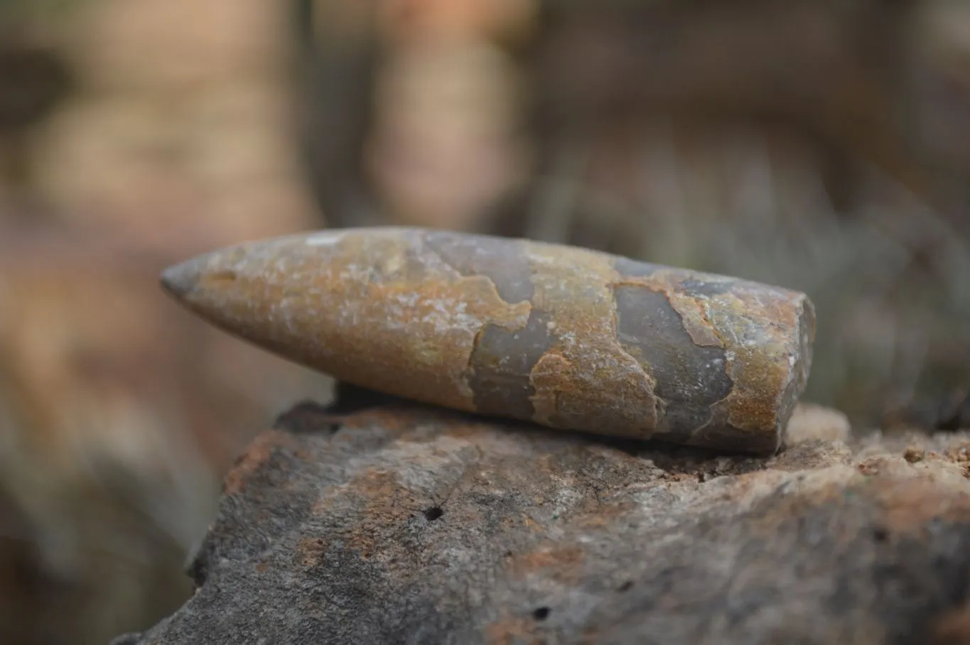 Natural Belemnite Fossil Specimens x 70 From Maintirano, Madagascar