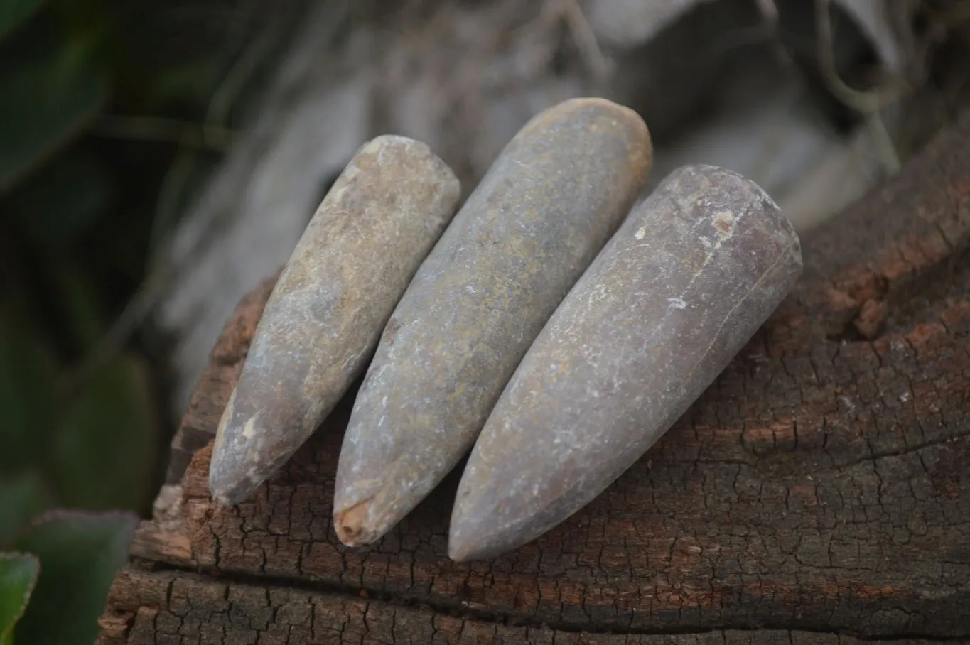 Natural Belemnite Fossil Specimens x 70 From Maintirano, Madagascar