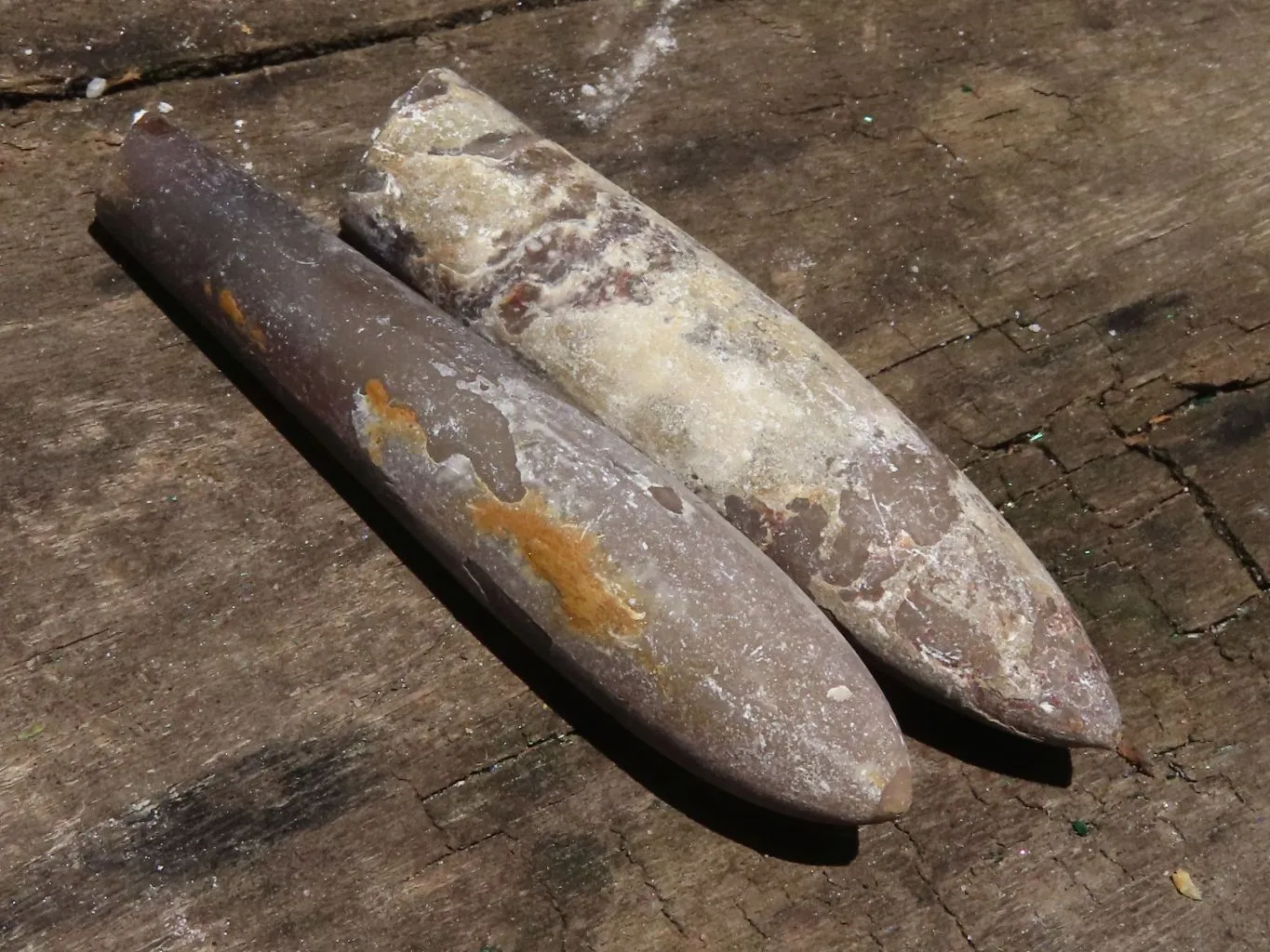 Natural Large Selected Belemnite Fossil Specimens x 36 From Maintirano, Madagascar