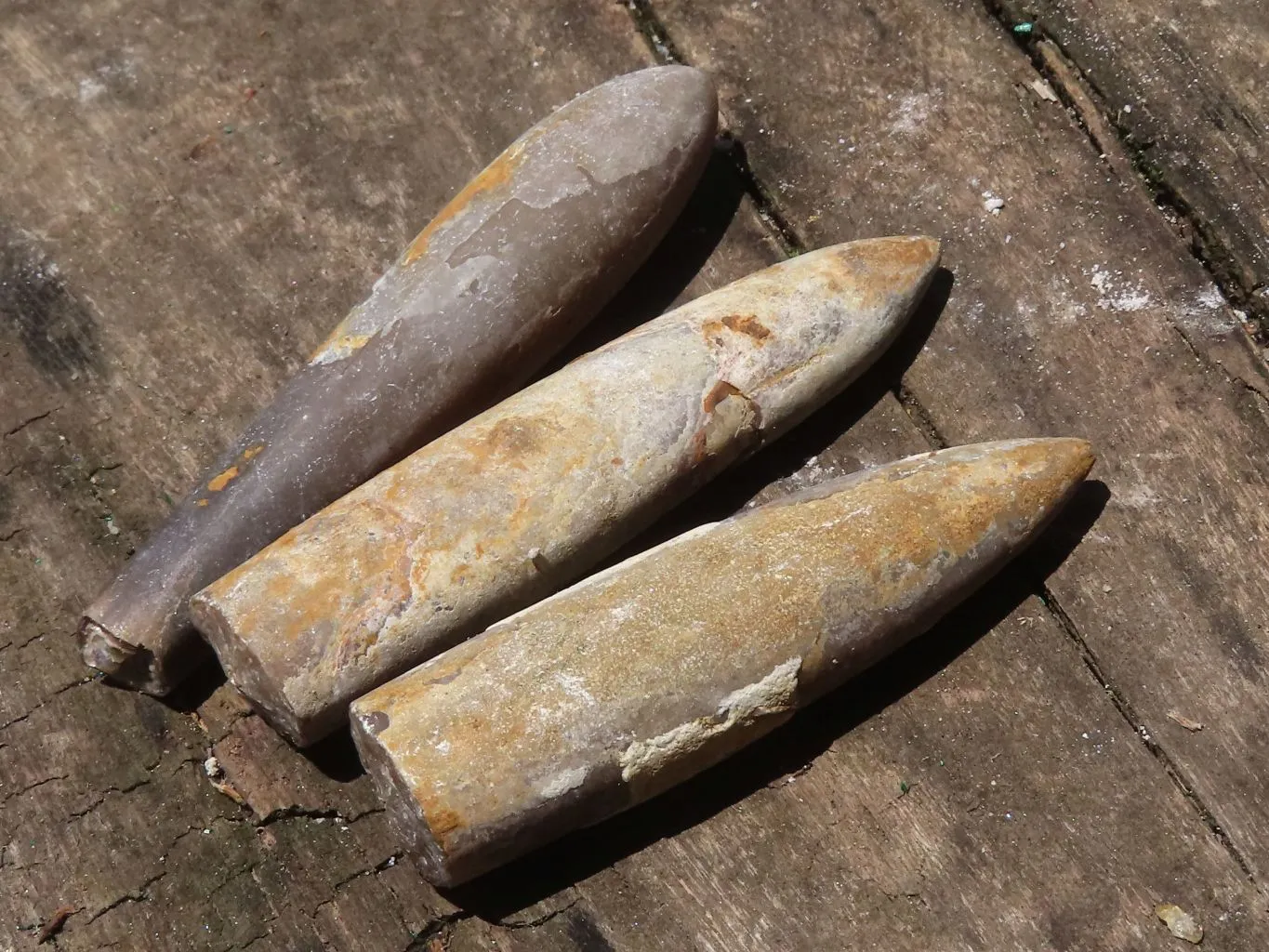 Natural Large Selected Belemnite Fossil Specimens x 36 From Maintirano, Madagascar