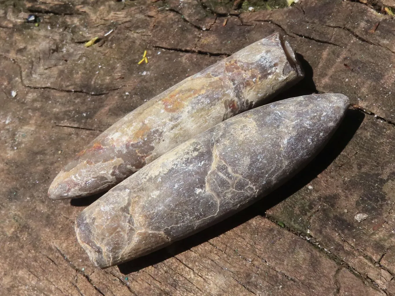 Natural Large Selected Belemnite Fossil Specimens x 36 From Maintirano, Madagascar