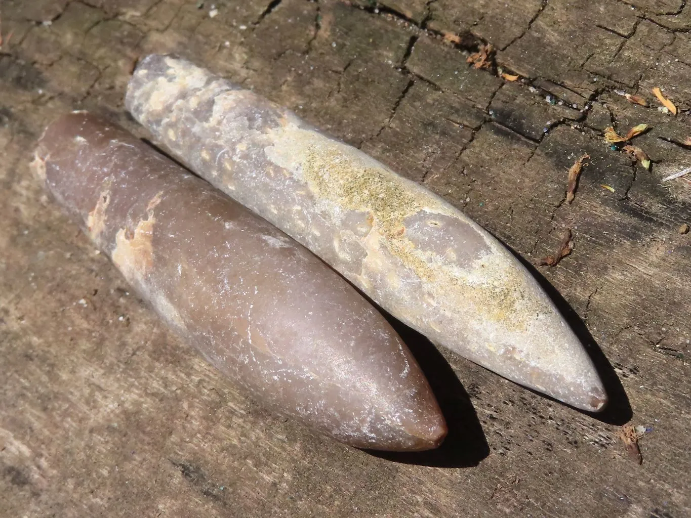 Natural Large Selected Belemnite Fossil Specimens x 36 From Maintirano, Madagascar