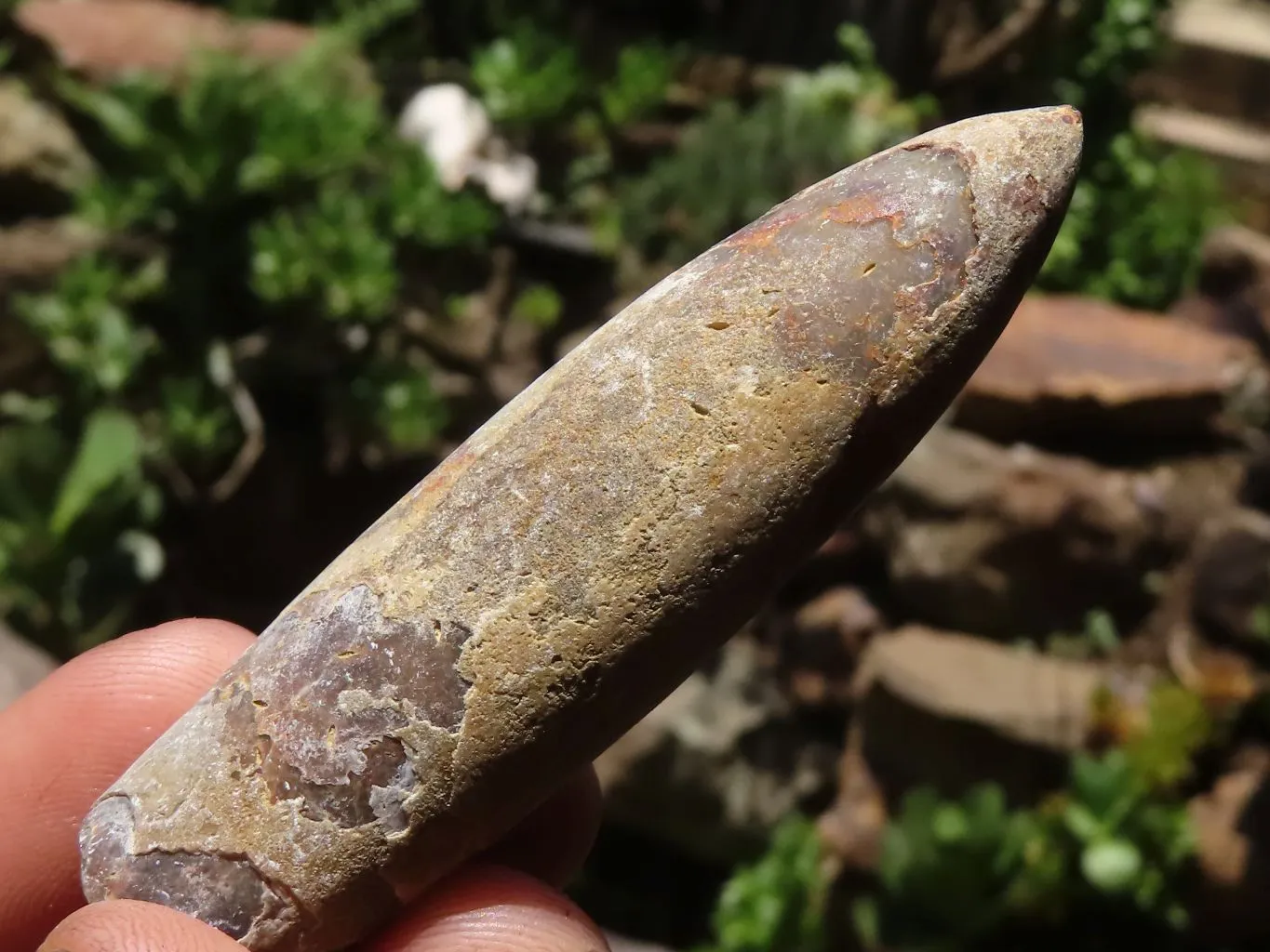 Natural Large Selected Belemnite Fossil Specimens x 36 From Maintirano, Madagascar